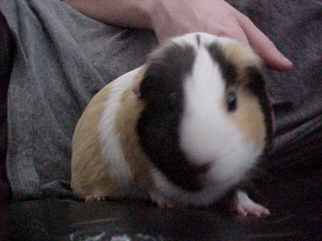 nugget