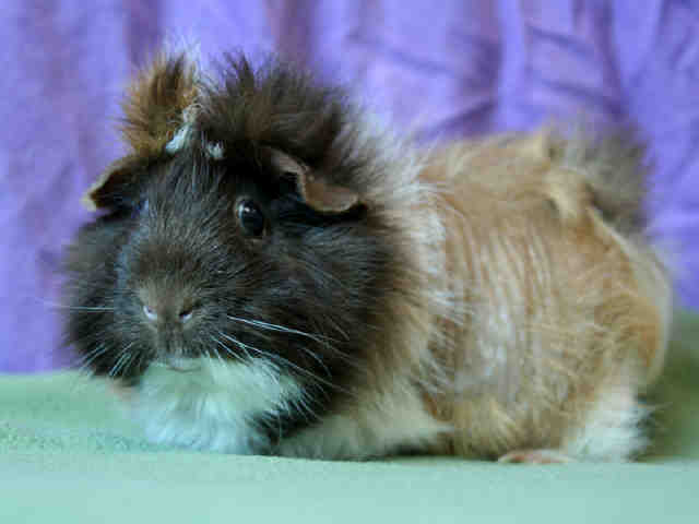 snickers